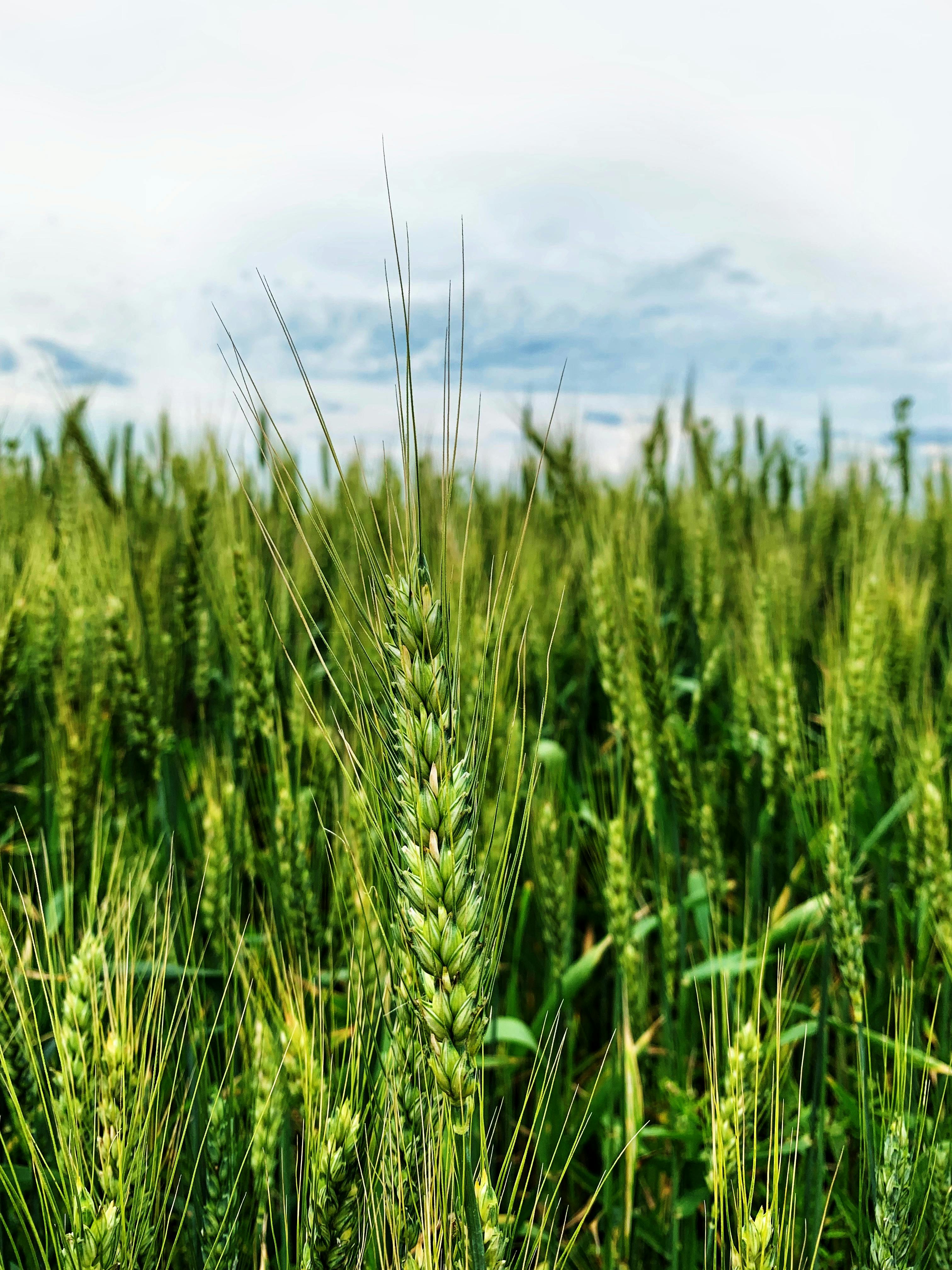 wheat farm